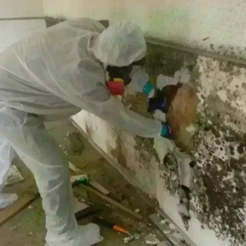 Mold Remediation and Removal in Garrettsville, OH